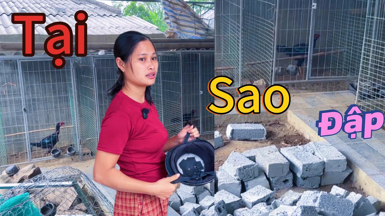 Tại sao mình đập bỏ khu nuôi gà lên chuồng, và dự định làm nền cho aviary theo hình con suối