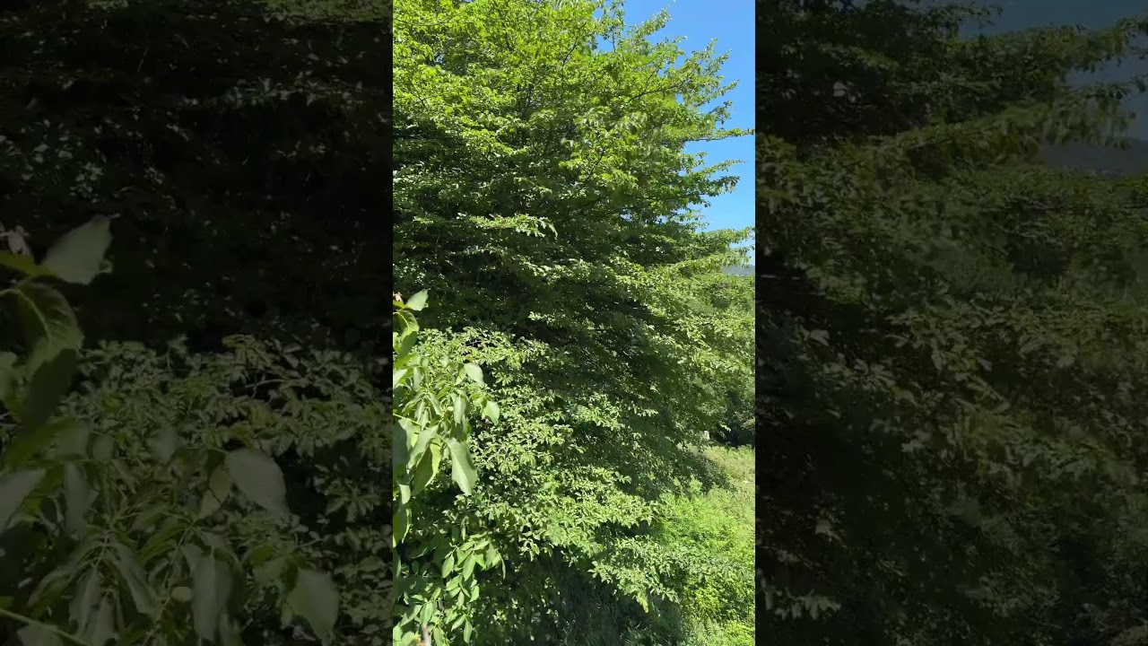 It’s like this when nature tries to speak🍃 