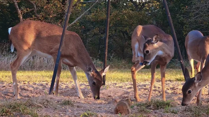 Wildlife - Feeding deer in Texas, USA