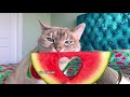 ASMR - CAT LOVES WATERMELON