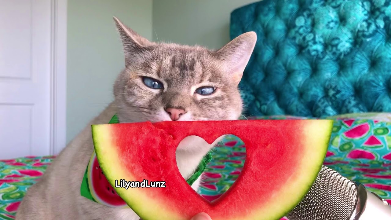 ASMR - CAT LOVES WATERMELON - YouTube