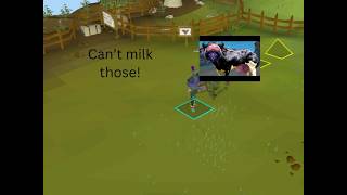 The Ides of Milk quick guide OSRS (unlock new Cow Boss)