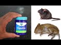 Magic viks vaporub how to get rid of mouse rats permanently in a natural way  mr maker