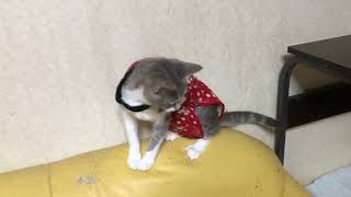 猫用術後服を作ってみました