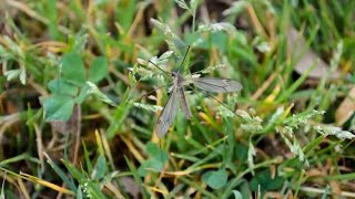 Detailed 'They're not a pest, so they're not a problem' | Crane flies are not the same as mosquitoes Details