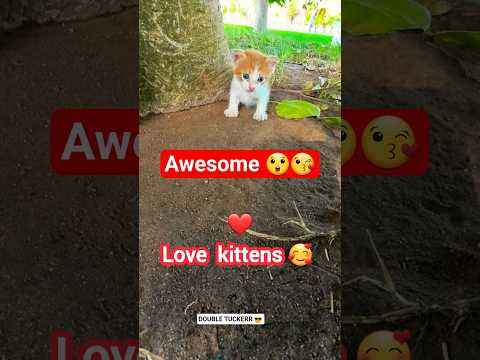 Love Kittens Awezchaitrend