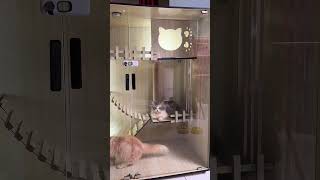 Kandang kucing mewah tapi murah #kandangkucing #kandangkucingmurah #kucing #kucinglucu