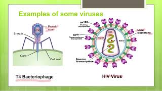 Viruses vs Bacteria | An Introduction to Viruses