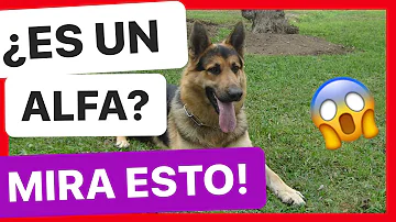 ¿Se puede saber si un cachorro es Alfa?