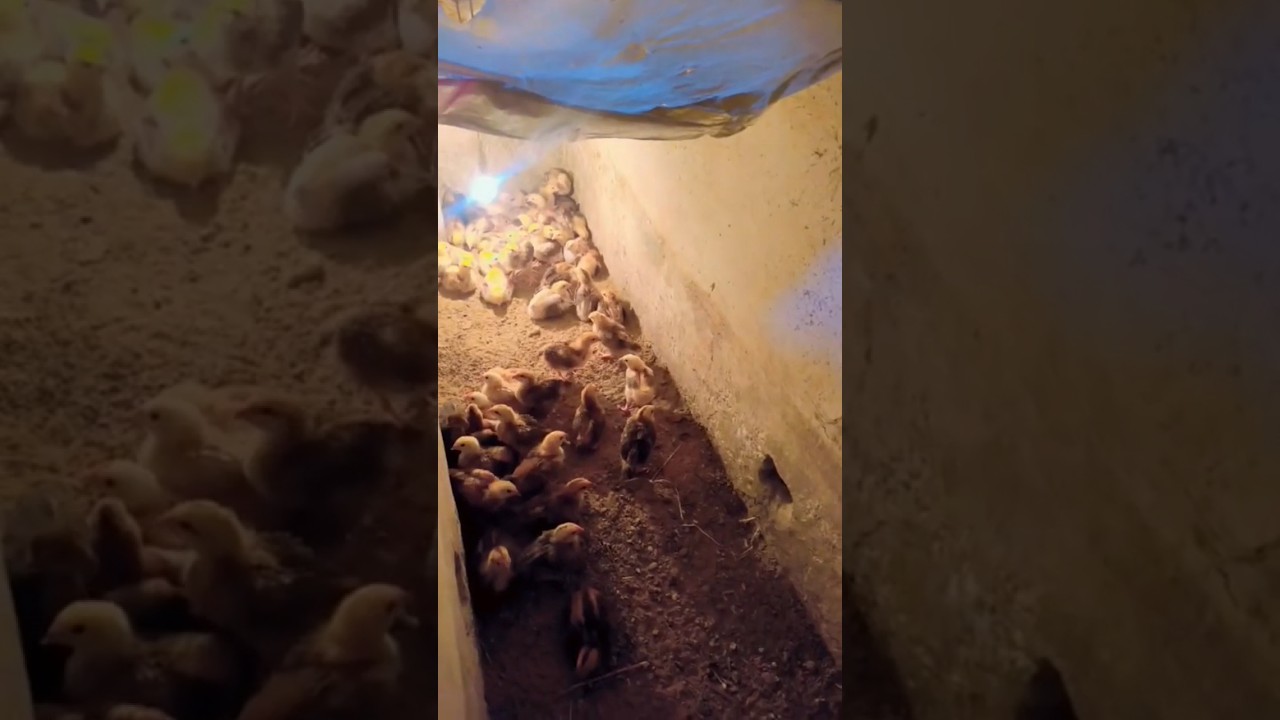 Galaxy Livestock Farm 