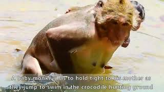 Baby Monkey has to swim a Crocodile river too