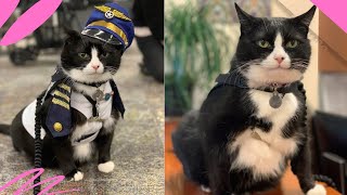 San Francisco Airport Hire a Cat Named Duke To Help Passengers Relax by Catory 5,718 views 10 months ago 1 minute, 31 seconds