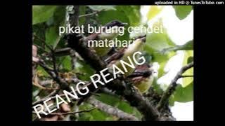 SUARA PIKAT BURUNG CENDET MATAHARI / REANG REANG