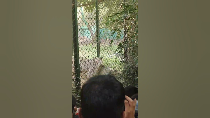 Tiger 🐯 pinjra me come