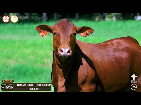 LOTE 38 - GRAMA 4833 - FÊMEA