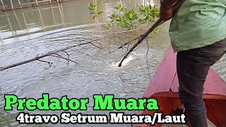 Setrum ikan khusus laut/muara