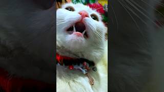 scary cat sound | cat voice | cat meowing #shorts #cat #catsound