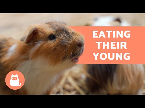 Video: Zal een mannelijke cavia de baby's doden?