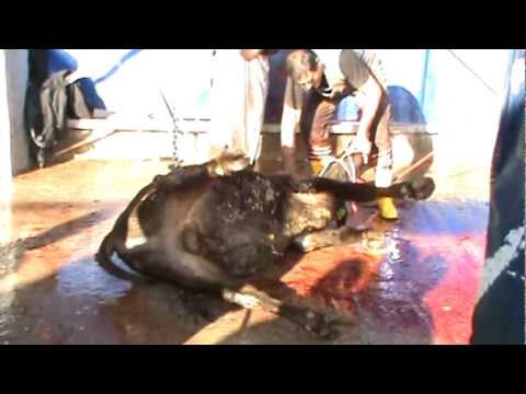 Kurban Kesimi 2011  1  also sacrificed cut the bull  looking at women