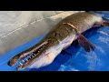 超巨大アリゲーターガーを捕獲して食べてみた【2m級】