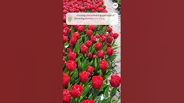 Tulip Fields, Netherlands #shorts #travel #tulipfields