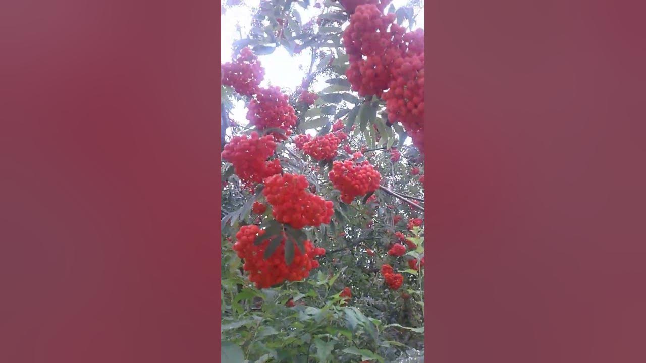 #Рябіна - YouTube