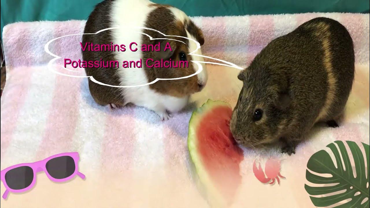 Can Guinea Pigs eat Watermelon? YouTube
