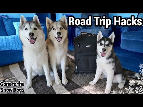 Packing For a Road Trip with Dogs | Road Trip Hacks With Dogs