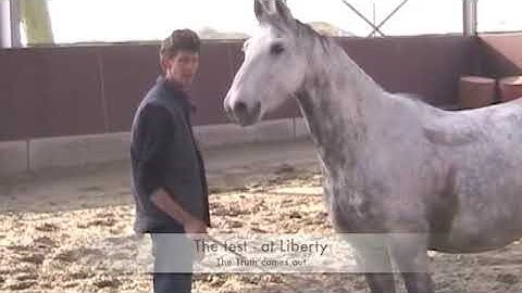 (Effortless *Trailer Loading your horse*), by Eddy Modde