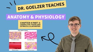 Anatomy and Physiology: Tissues - Extracellular Matrix and Connective Tissues - Part 3
