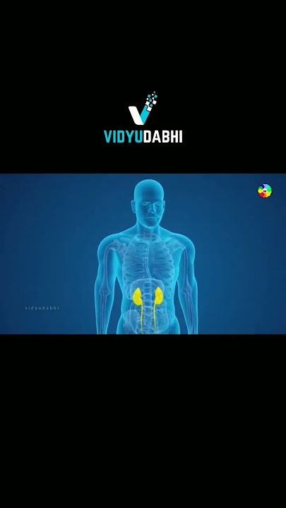 adrenal gland in 1minute