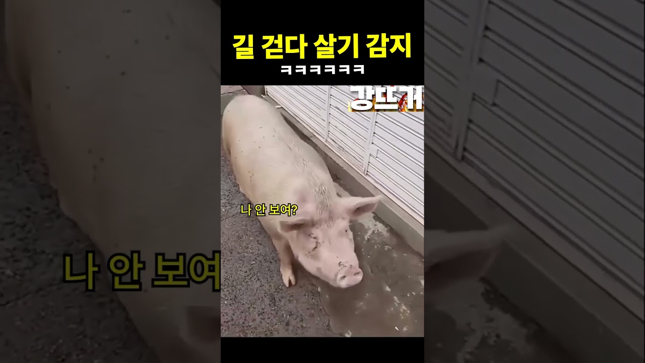 지가 닮질 말든가