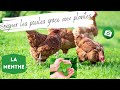 Comment soigner une poule grâce à la menthe ? 🐓Traitement naturel pour les poules