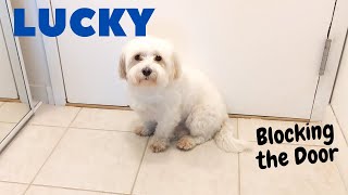 Ultimate Cuteness Overload! Lucky the Maltese Throws a Door-Blocking Tantrum