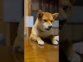 ごはん🍚犬　#柴犬 #柴犬のいる暮らし #犬 #癒し #しゃべる犬 #まるママ
