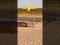 Worst meal review ever 😂🔥 #funny #viral #animals #fpy #shorts