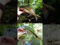 What's That Bass Wednesday?! 02 19 2025 Part 1 #shorts  #bassfishing #blackbass #bassfishing