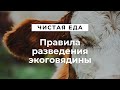 Правила разведения экоговядины \ Чистая еда