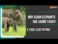 A tuskless future  why asian elephants are losing tusks