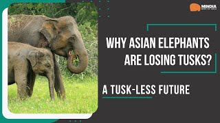 A Tusk-Less Future | Why Asian Elephants Are Losing Tusks