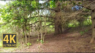 Swampy Forest Nature Walk 4K (With Ambient Nature Sounds And Music)