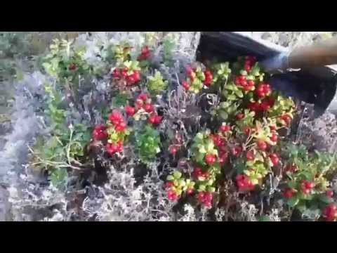 Как собирать ягоды. Грабля для сбора ягод (коса для сбора ягод)