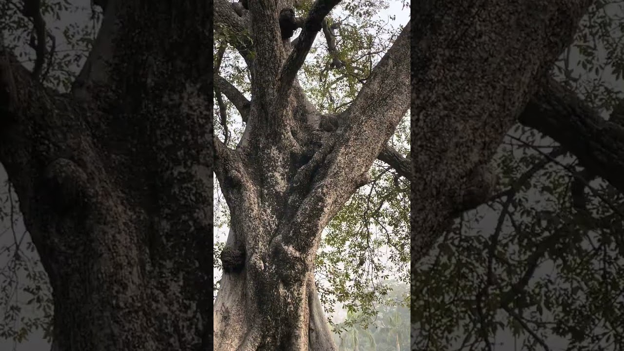Simbal tree - Red silk  cotton tree 