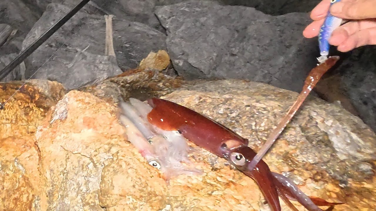 3 Φεβρουαρίου 2026 Πού είναι τα καλαμάρια;