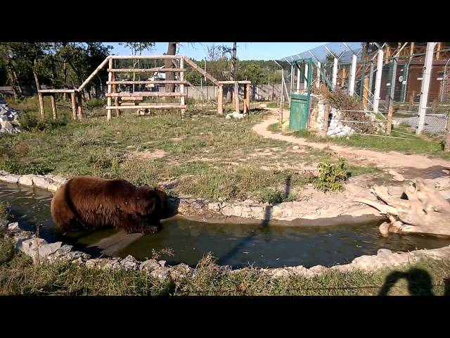 Под Житомиром в зоопарке живут три медведя