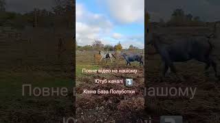 #розминка #horse #кіннабазаполуботки #конівдома #raiders #running #go #shortsvideo #fun #shorts
