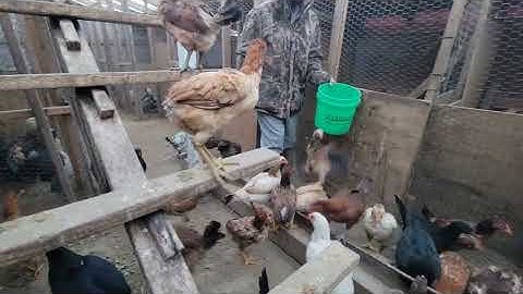 Hmo nov no2 li peb mus saib qaib nyob li Cas lawm 