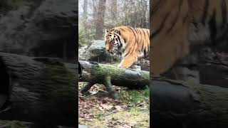 A  Tiger at the Bronx Zoo