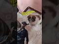 Yepdi sikkirukken paathiya pa 😭 funny dog comedy #comedy #funny #funnyvideo
