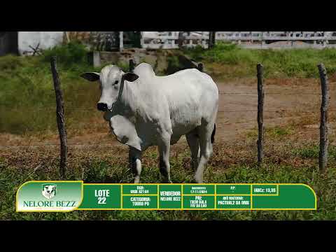 LOTE 22   ONIX A2164 - Nelore BEZZ